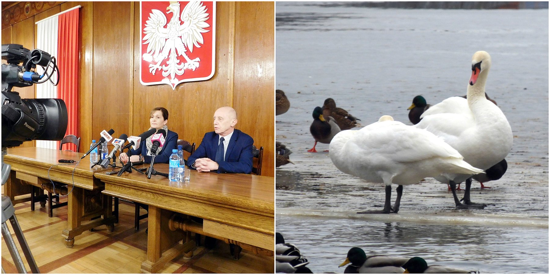 Dzikie ptactwo pod specjalnym nadzorem | Miasto z Wizją